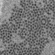 Enterovirus-D68 virions; the CDC suspects AFM may be linked to enteroviruses.